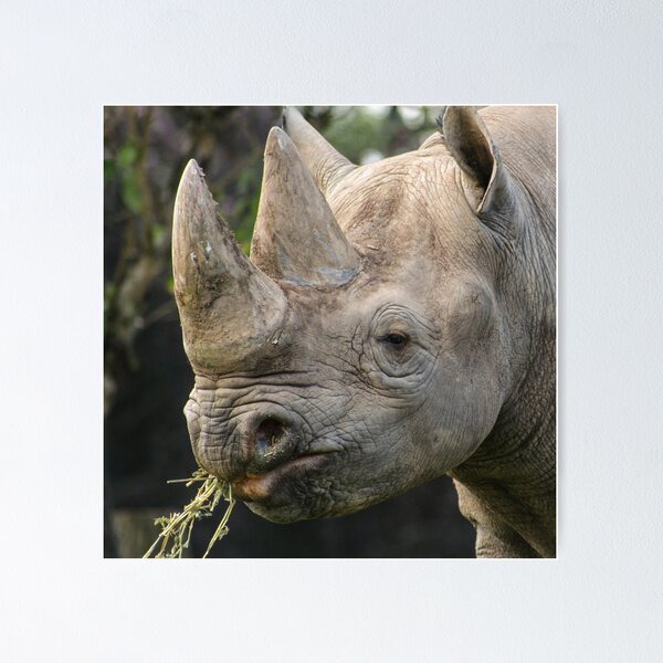 The Great Rhino Rescue: Saving the Southern White Rhinos on Apple Books