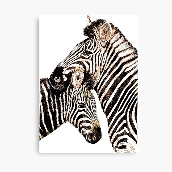 Zebra Canvas Prints Redbubble