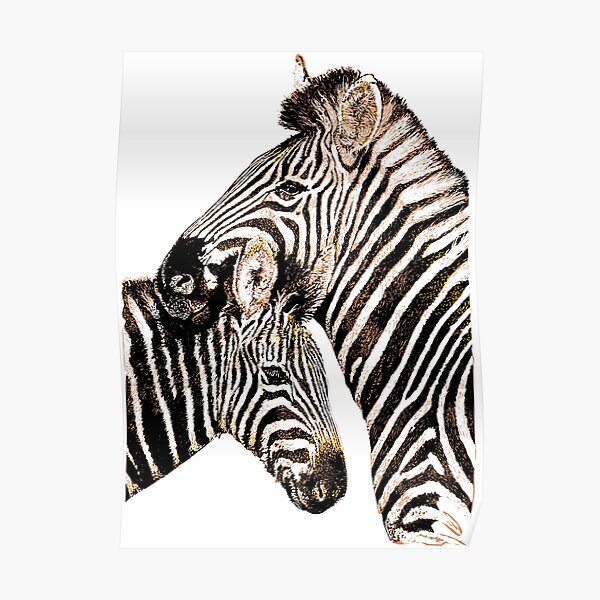 Zebra mother and baby zebra Poster