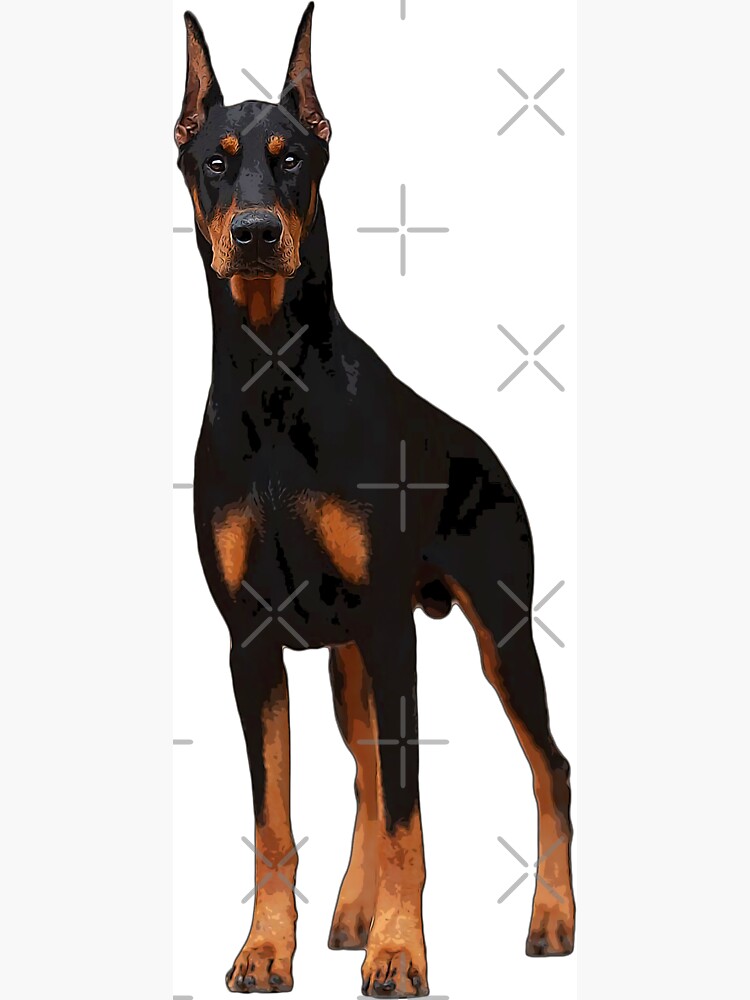 son doberman pinschers fuera de los perros