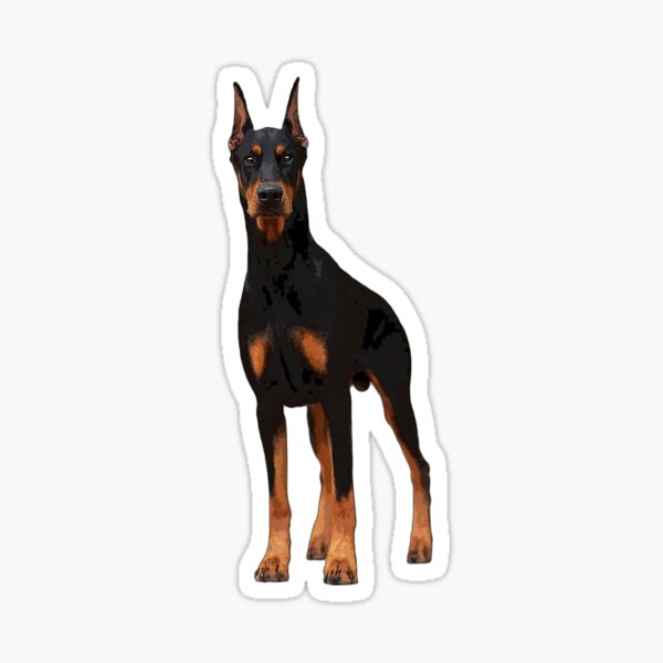 Au 153-Doberman chien chiens autocollant des Autocollants Sticker Autocollant