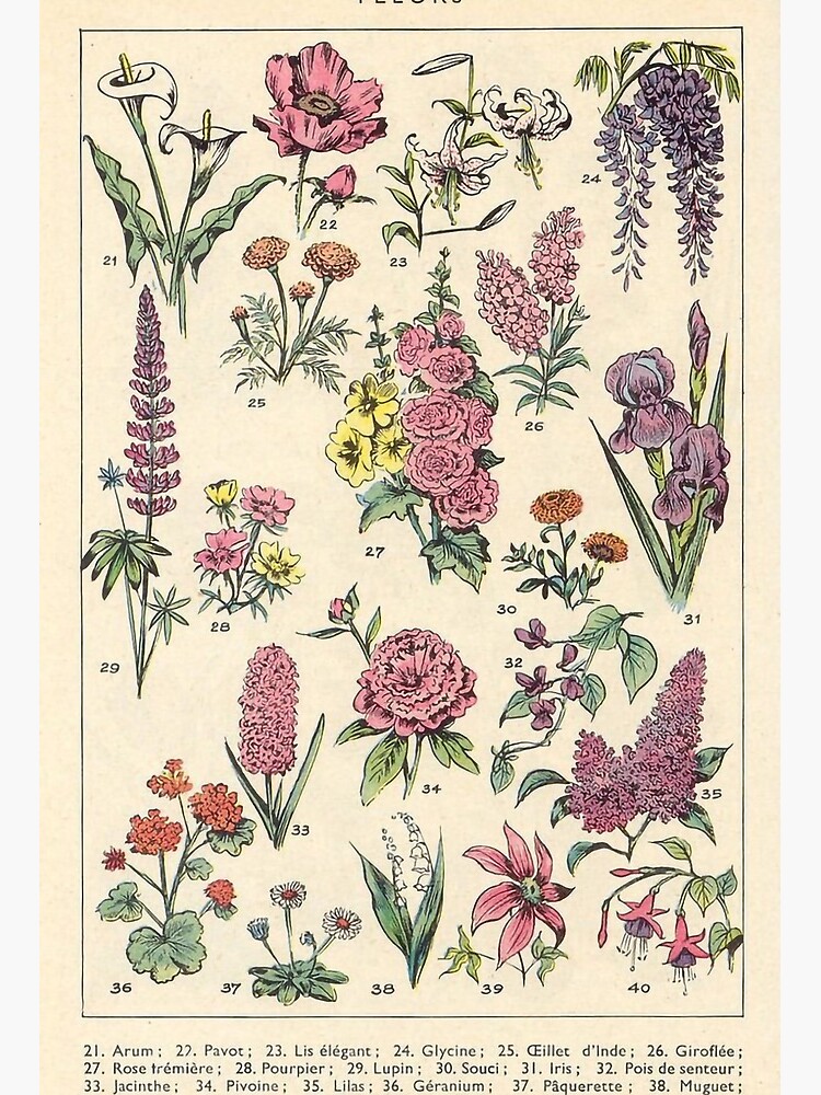 Vintage Botanical Poster Flowers Fleurs