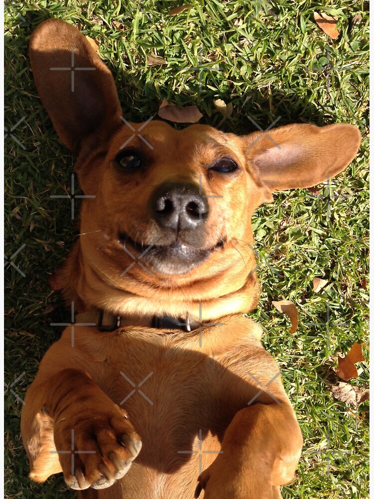 Dachshund by chanzds