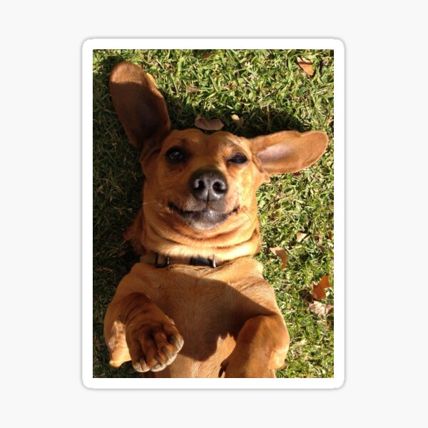 Dachshund Sticker