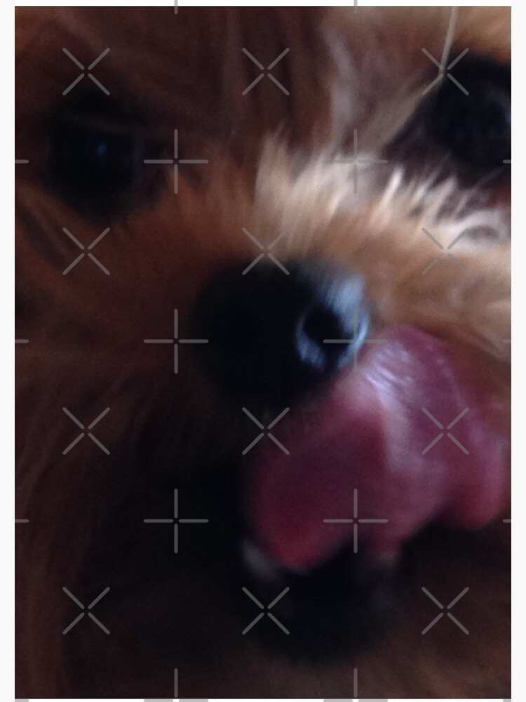 Cute Yorkshire Terrier by chanzds