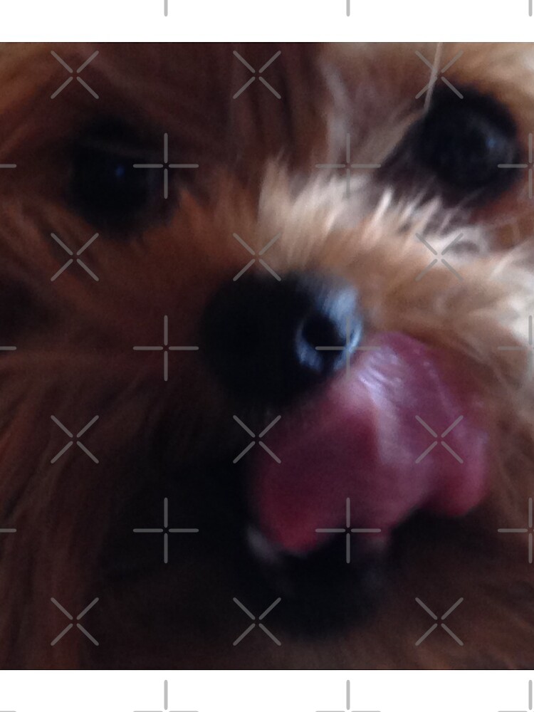 Cute Yorkshire Terrier by chanzds
