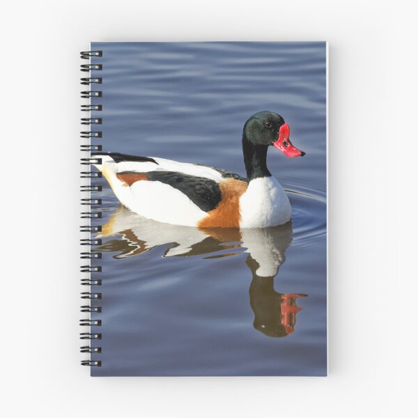 Item preview, Common Shelduck designed and sold by Andy Harker.