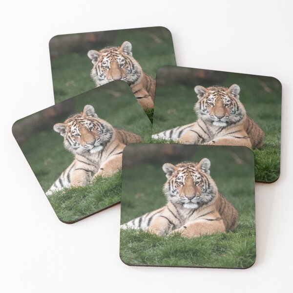 Item preview, Amur Tiger Photography designed and sold by NatashaBalletta.