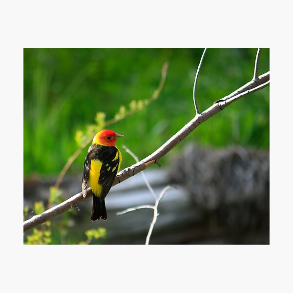 Western Tanager Photographic Print
