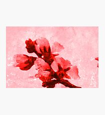 Spring blossoms Photographic Print