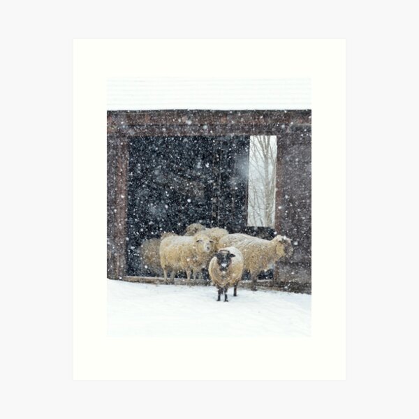 Winter Snow on Sheep Art Print