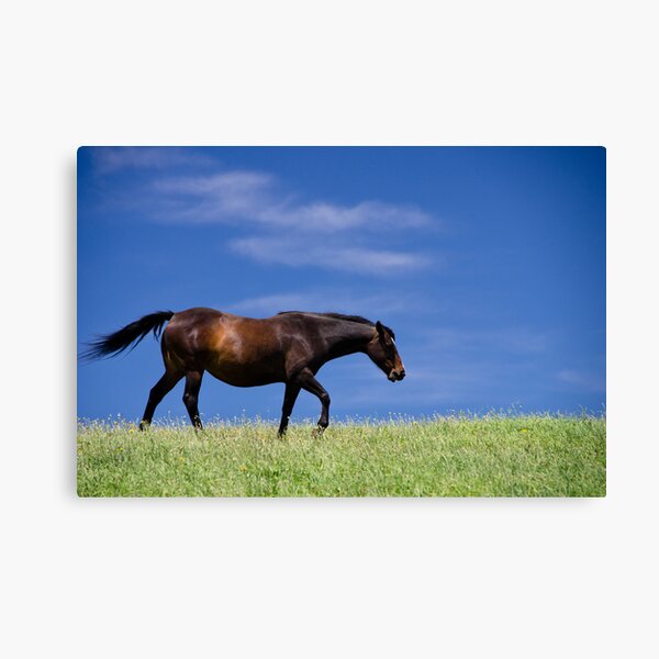 Against the wind Canvas Print