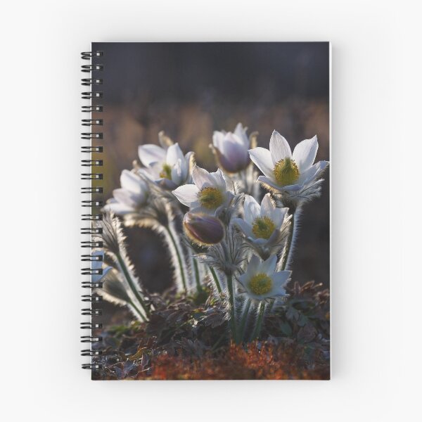 Artikelvorschau, Pulsatilla vernalis entworfen und verkauft von Irina777.