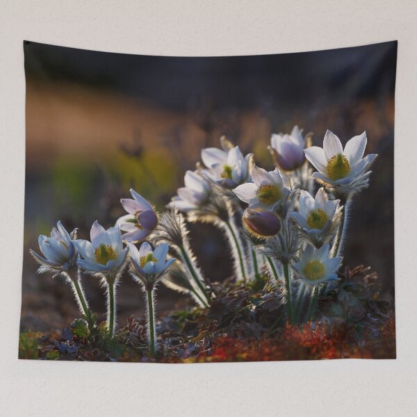 Item preview, Pulsatilla vernalis designed and sold by Irina777.