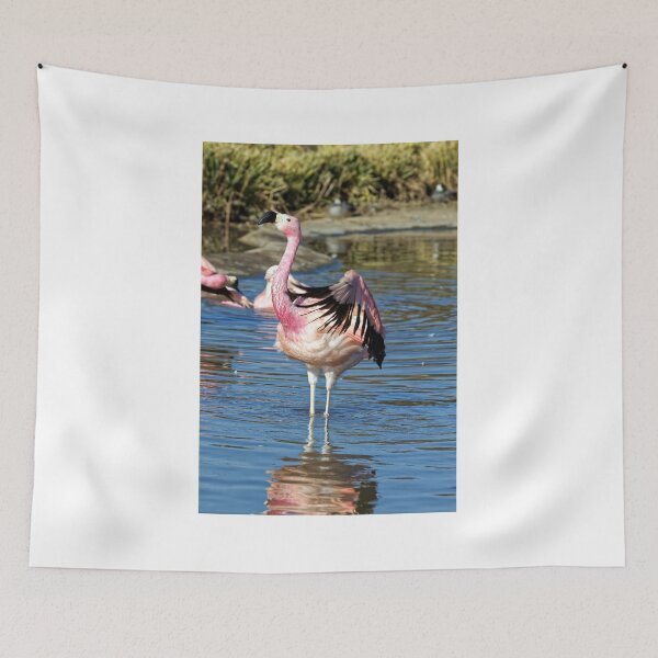 Item preview, Greater Flamingo (Phoenicopterus roseus) designed and sold by Andy Harker.