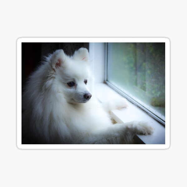 Item preview, Alert Japanese Spitz  designed and sold by KarenWoodArt.