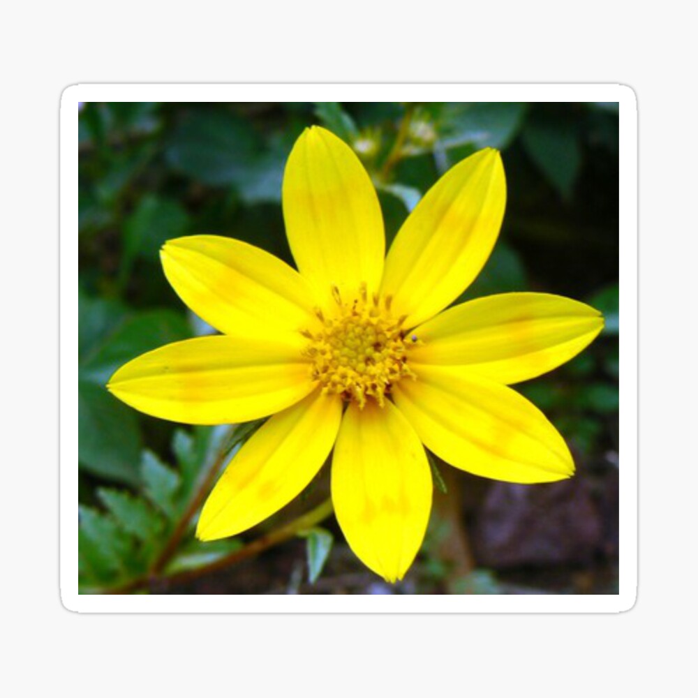 Ethiopian Flower Greeting Card By Yemita Redbubble