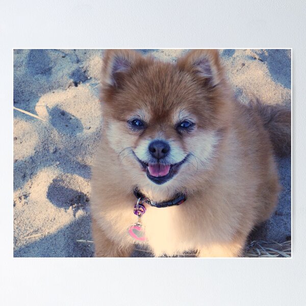 Aperçu de l'œuvre Trixie says "It is NEVER too cold to go to the beach! :) " créée et vendue par Choux.