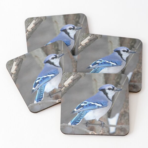 Artikelvorschau, Blue Jay auf einem Ast entworfen und verkauft von ReneeKennedy.