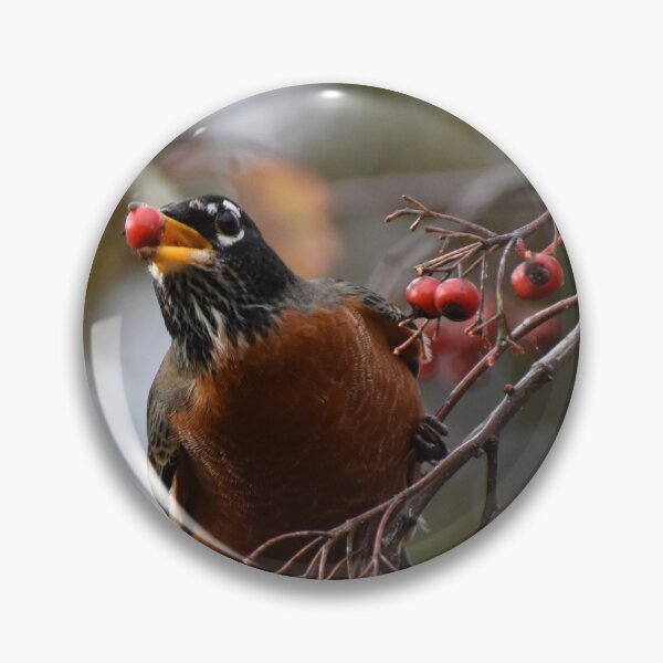 Artikelvorschau, Robin Snacking auf Beeren entworfen und verkauft von ReneeKennedy.