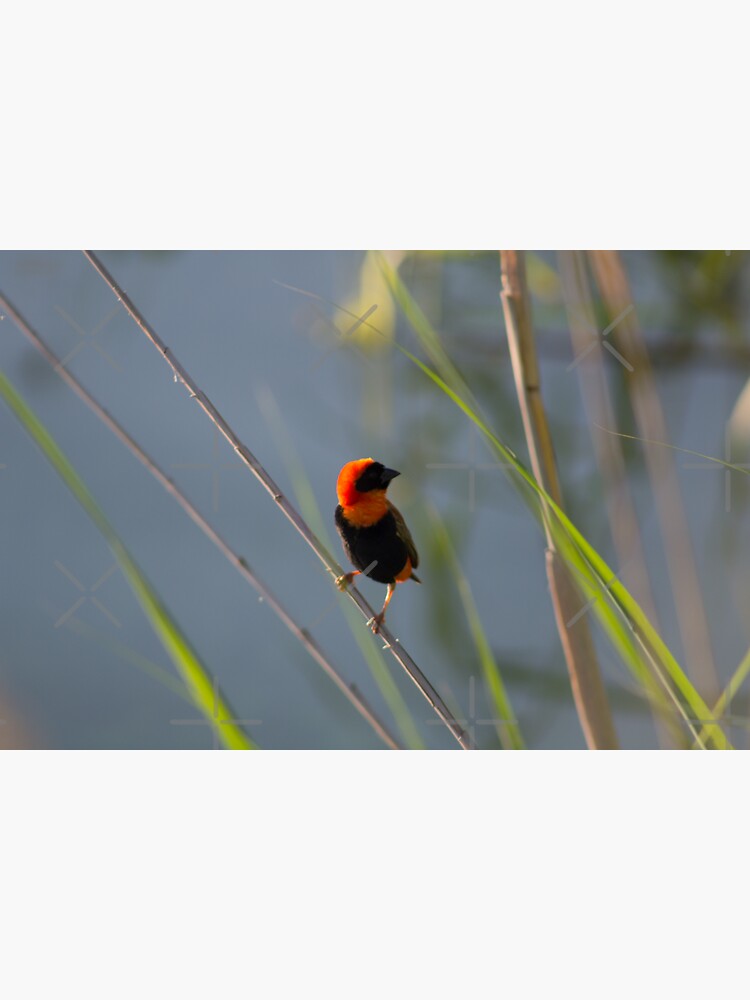 Red Bishop Posing by chanzds