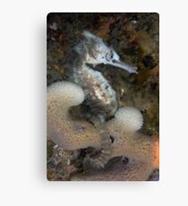 Regular Joe Canvas Print