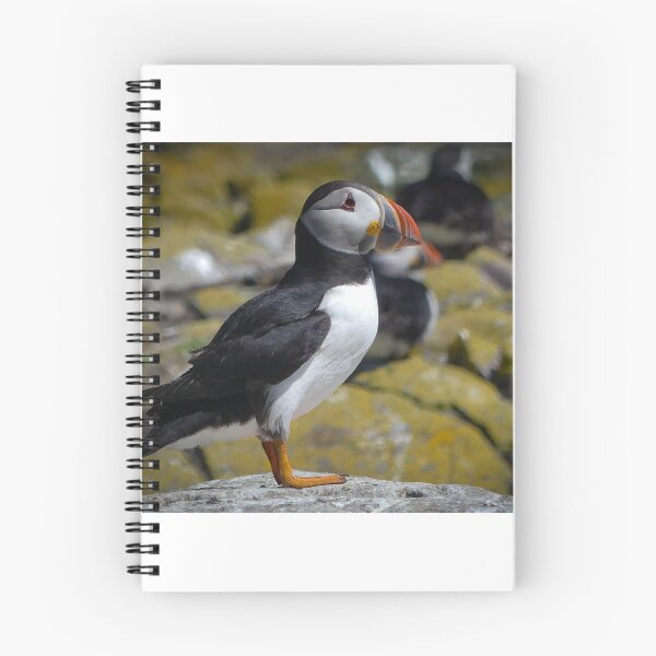 Item preview, Farne Island Puffin designed and sold by David Vincent.