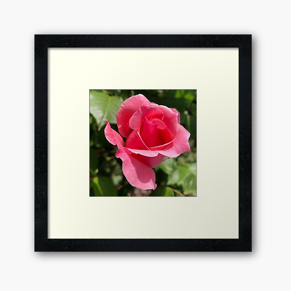 A Rose from Ann Marie Framed Art Print
