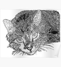 Póster Gato festivo