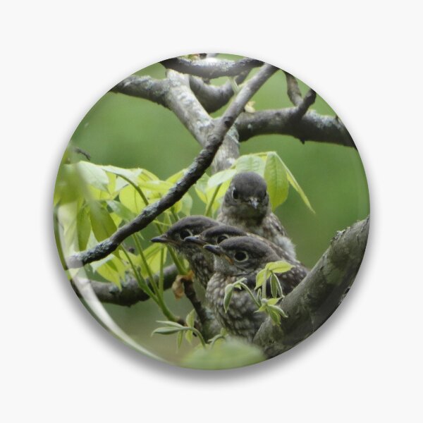 Item preview, Beautiful Baby Bluebirds! designed and sold by ALifeSavored.
