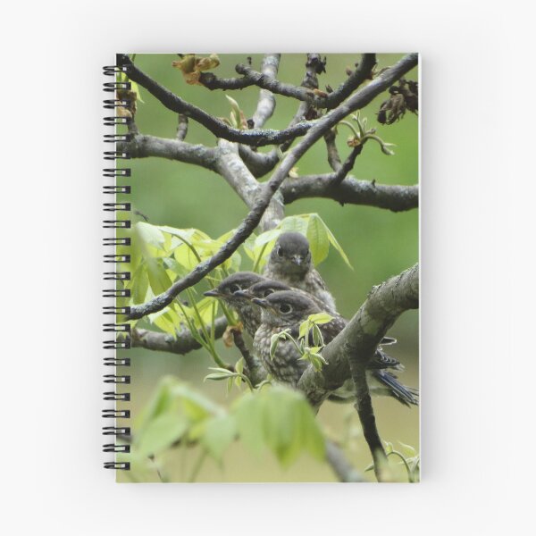 Item preview, Beautiful Baby Bluebirds! designed and sold by ALifeSavored.