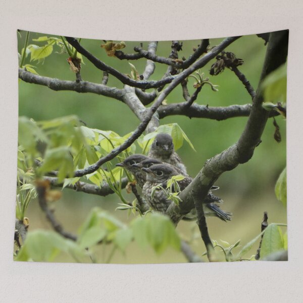 Item preview, Beautiful Baby Bluebirds! designed and sold by ALifeSavored.