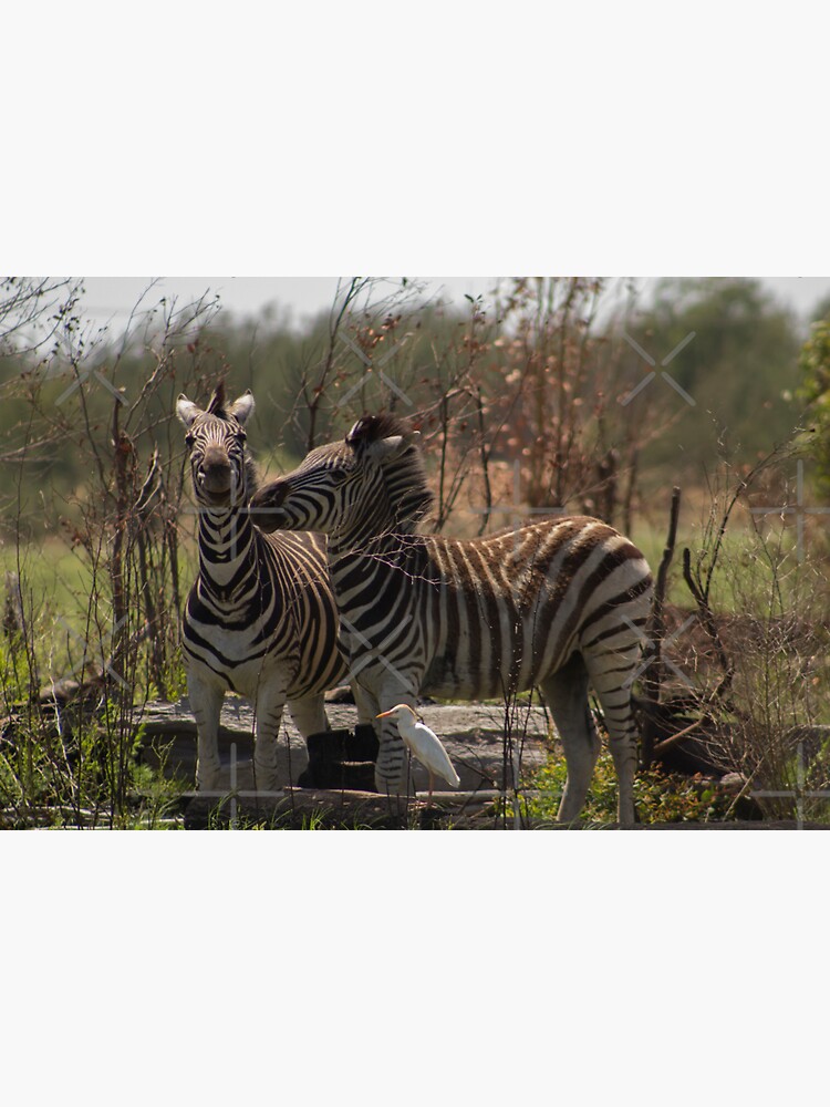 Laughing Zebras In The Bush by chanzds