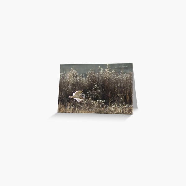 Shorteared Owl Greeting Card