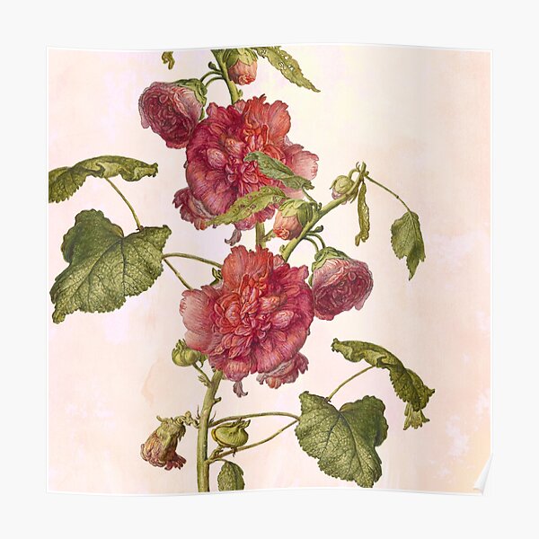 Hollyhocks Hero Poster