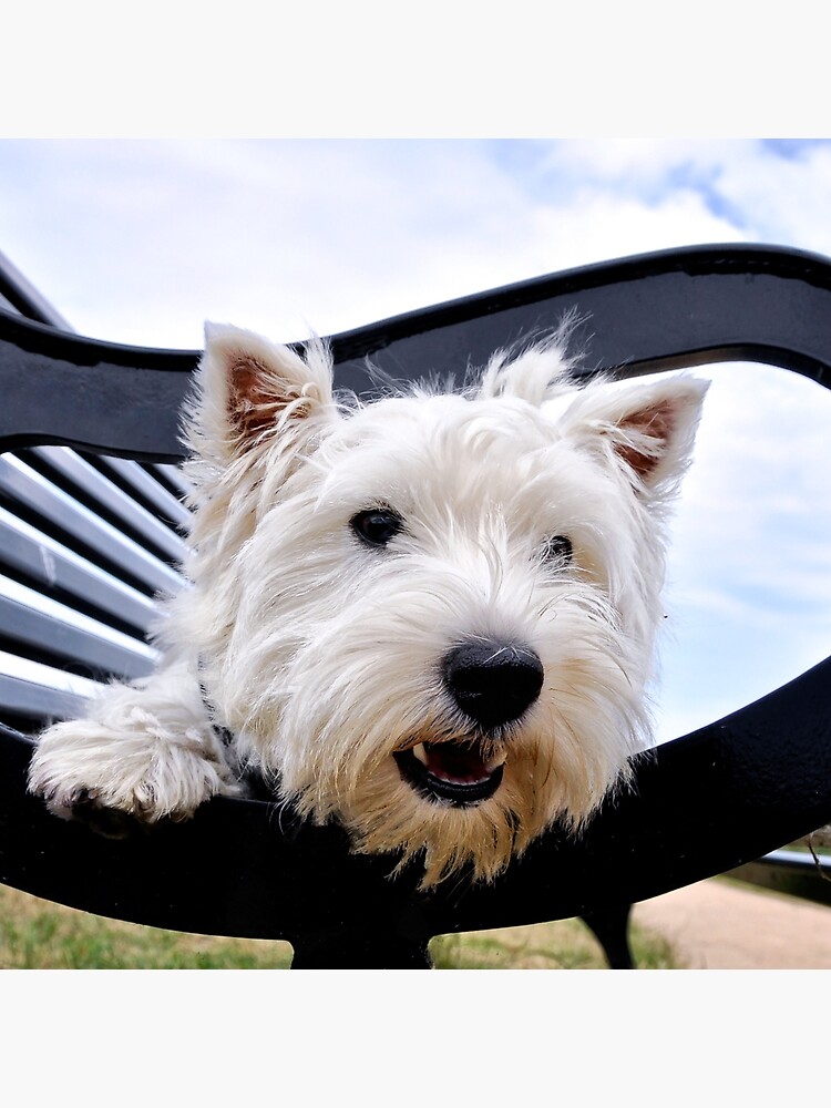 West highland terrier clearance gifts