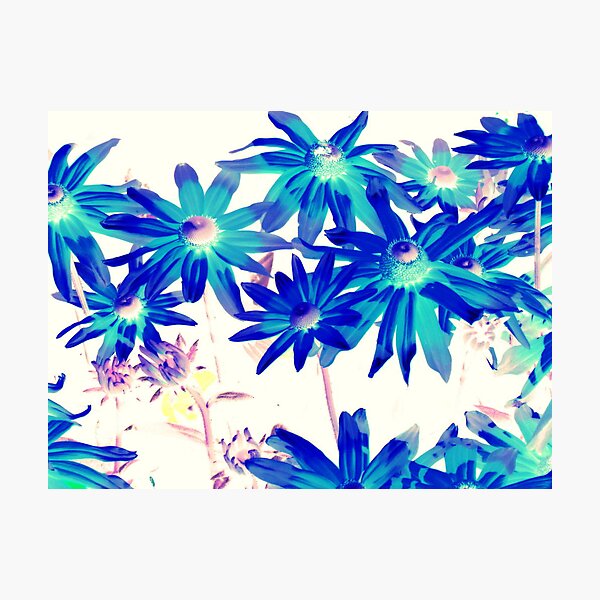 Blue flowers Photographic Print