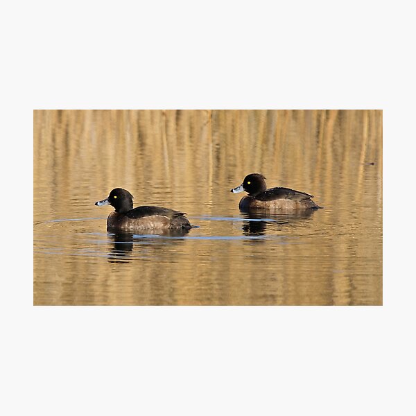 Item preview, On Golden Pond designed and sold by dilouise.