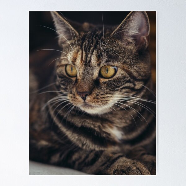 Artikelvorschau,  ein perfektes Geschenk für einen Katzenliebhaber! entworfen und verkauft von cys456.