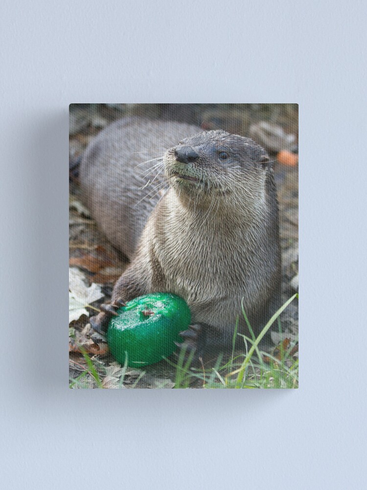 Alternate view of Otter has a green toy Canvas Print