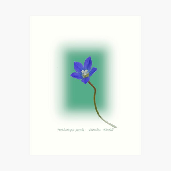 Item preview, Australian Bluebell designed and sold by pcbermagui.