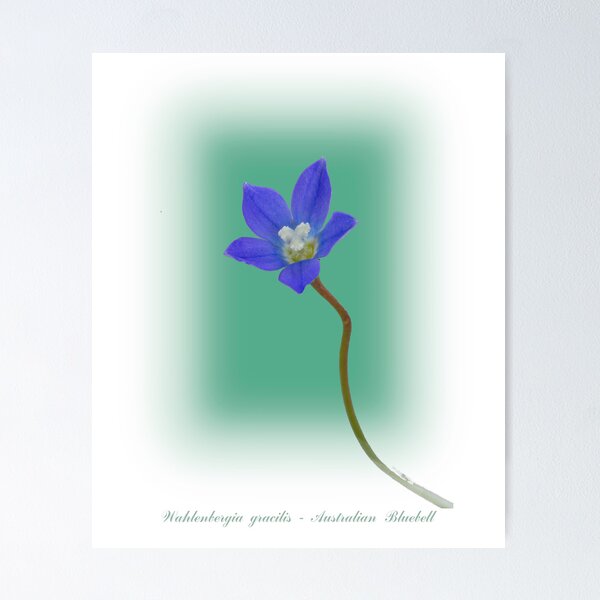 Item preview, Australian Bluebell designed and sold by pcbermagui.