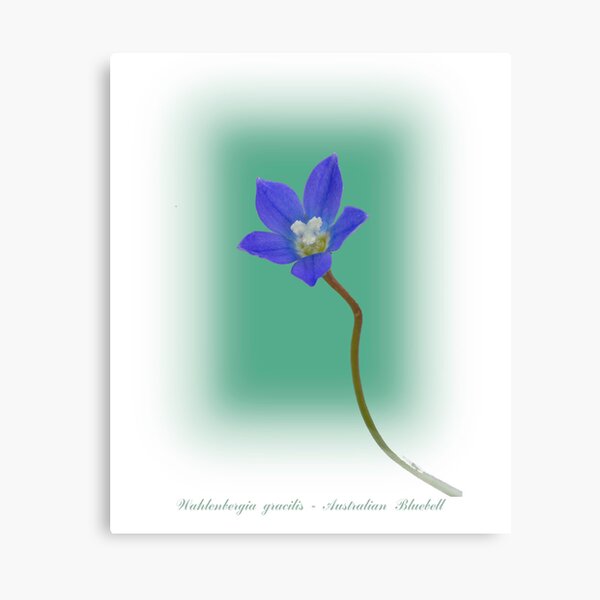 Item preview, Australian Bluebell designed and sold by pcbermagui.