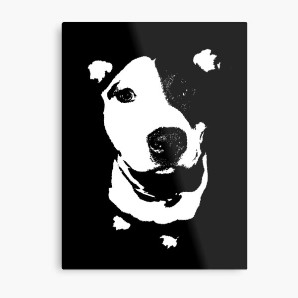 Louie - Black and white pit bull Metal Print