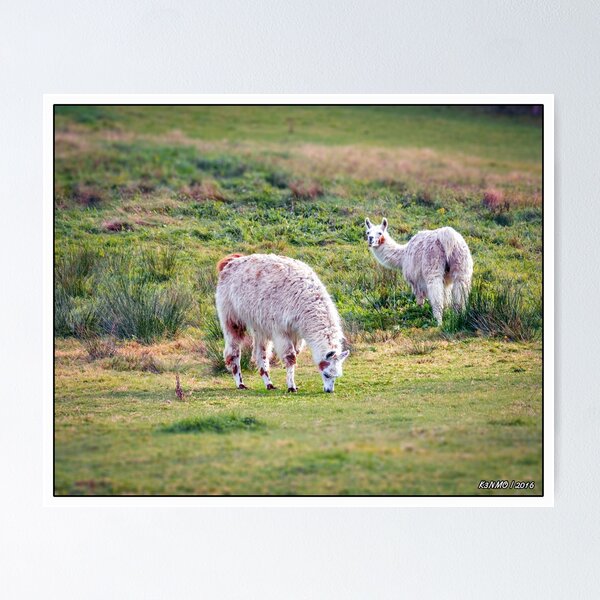 Item preview, Llamas designed and sold by kenmo.