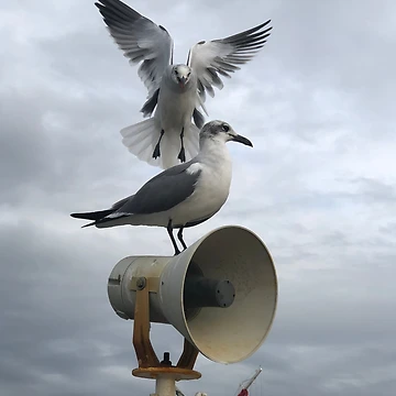 Artwork thumbnail, seagulls by RousseauCustoms