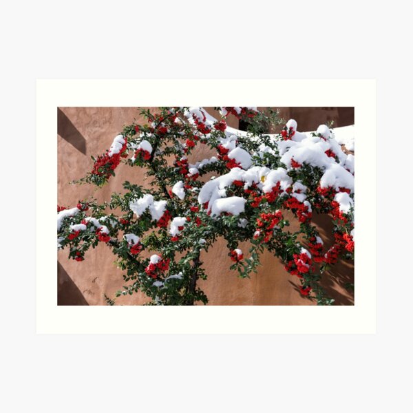 Snow-tipped berries Art Print