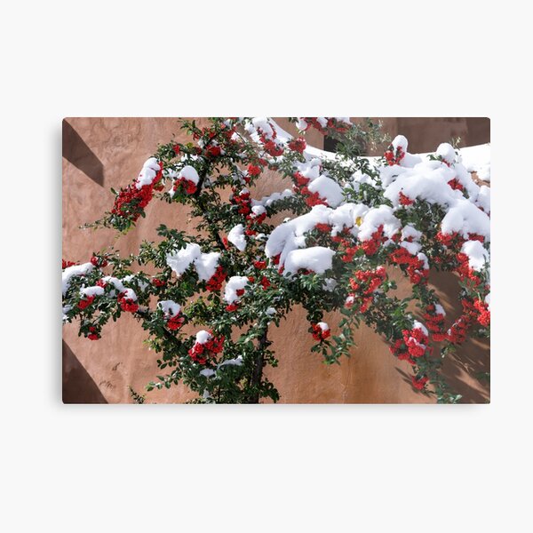 Snow-tipped berries Metal Print