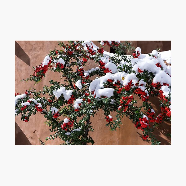 Snow-tipped berries Photographic Print