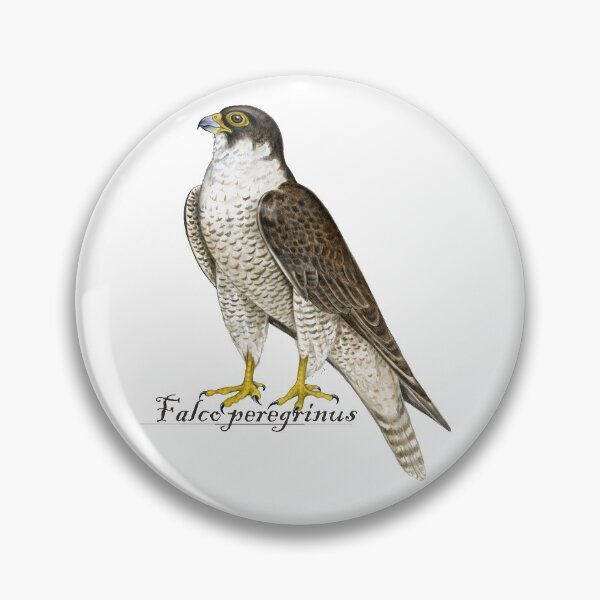 Item preview, Peregrine Falcon (Falco peregrinus) designed and sold by Tamara Clark.
